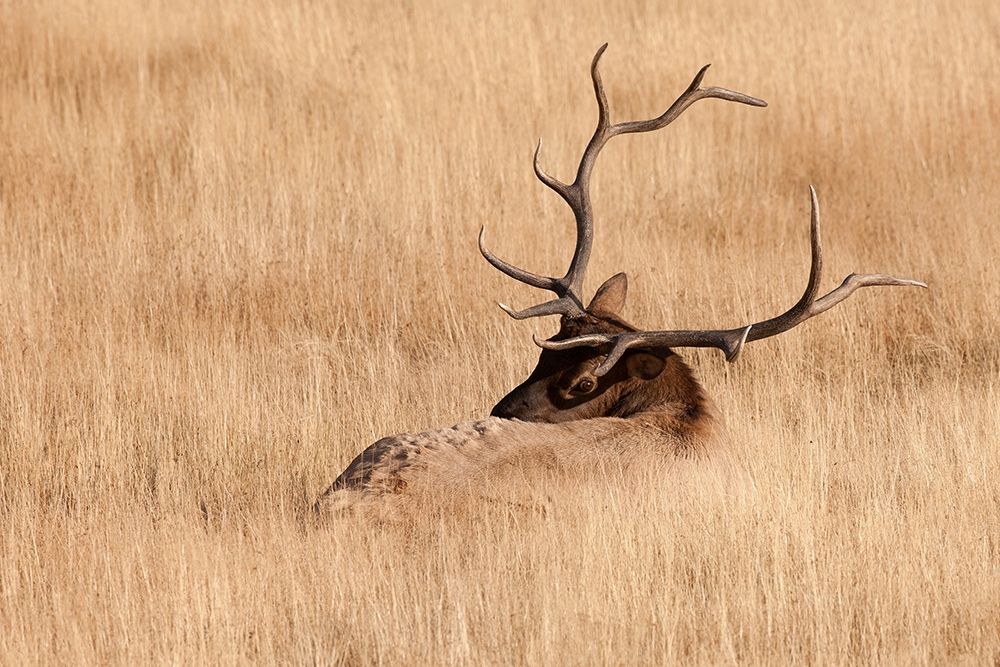 WY-Yellowstone National Park-Bull Elk-in meadow-(Cervus elaphus)